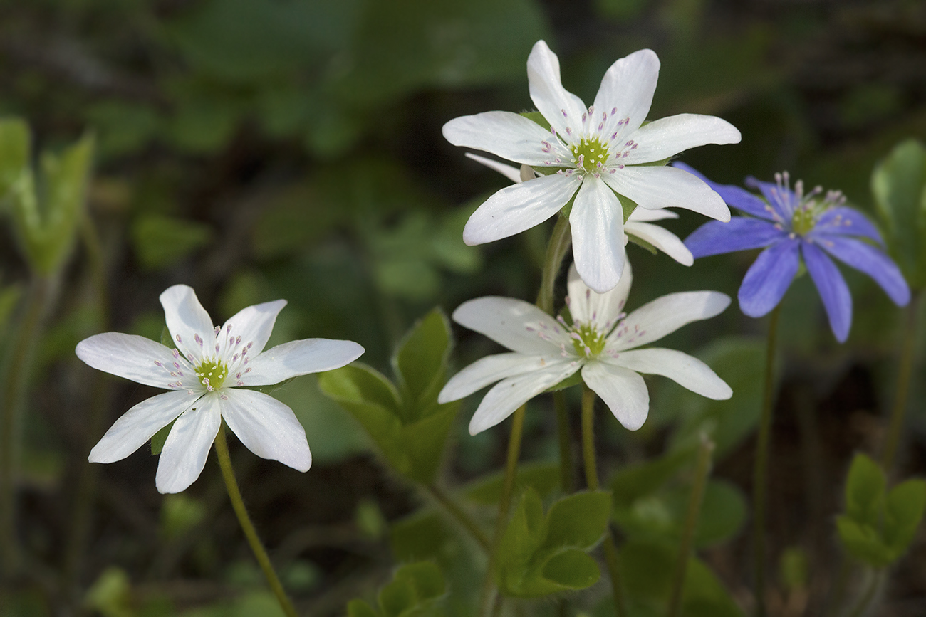 Изображение особи Hepatica nobilis.