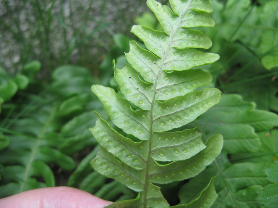 Изображение особи Polypodium vulgare.