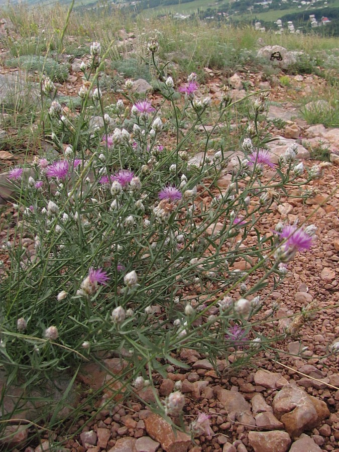 Изображение особи Centaurea vankovii.