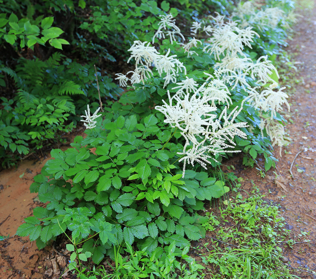 Image of Aruncus dioicus specimen.