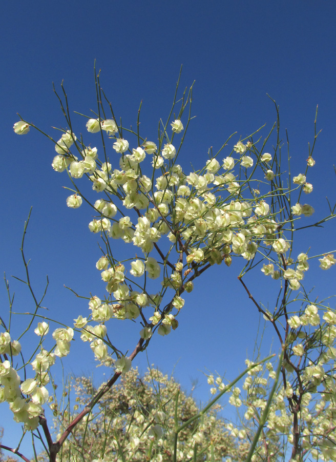 Image of Calligonum aphyllum specimen.