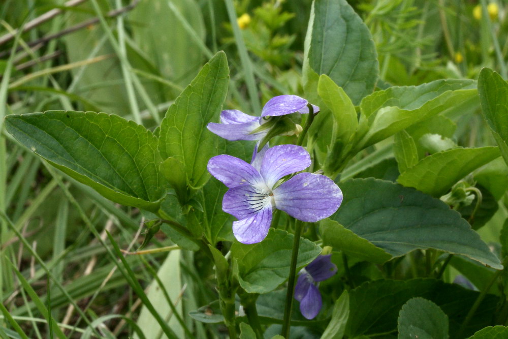 Изображение особи Viola ruppii.