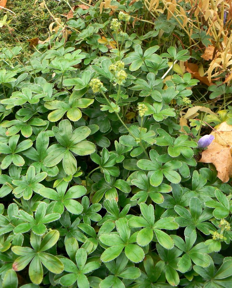 Image of genus Alchemilla specimen.