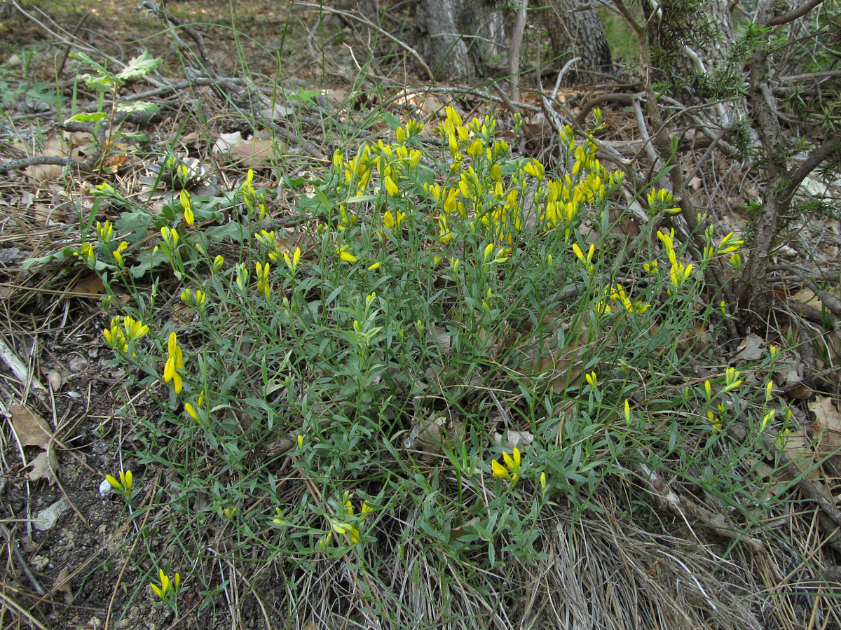 Image of Genista depressa f. pinetorum specimen.