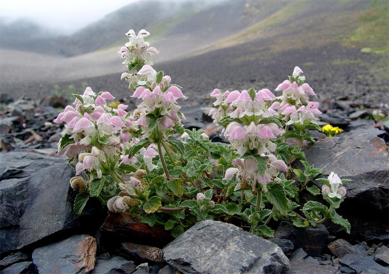 Изображение особи Lamium tomentosum.