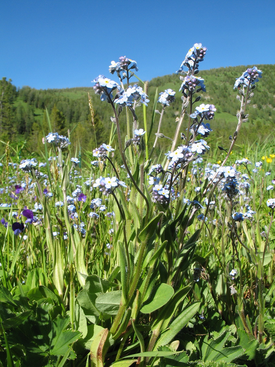 Изображение особи Myosotis imitata.