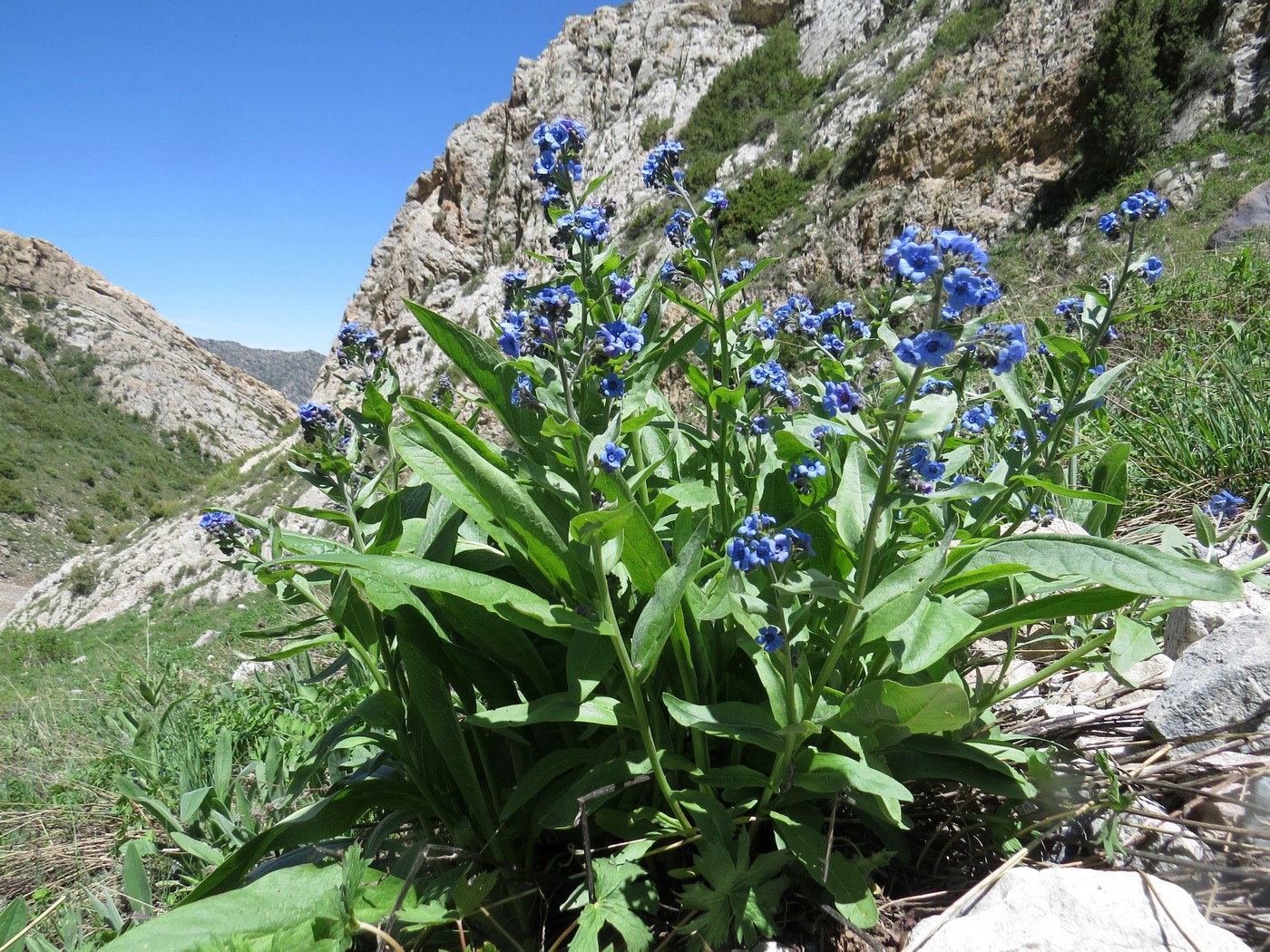 Изображение особи Cynoglossum capusii.