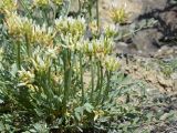 Astragalus arkalycensis