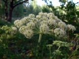 Angelica sylvestris. Соцветие. Московская обл., окр. г. Чехов, лиственный лес. 17.07.2010.