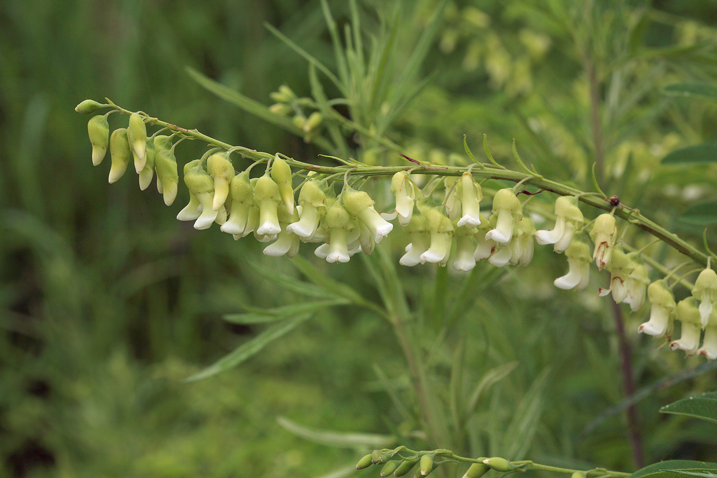 Image of Sophora flavescens specimen.