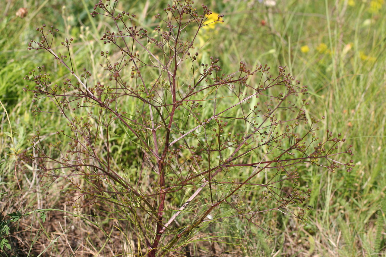 Image of Trinia multicaulis specimen.