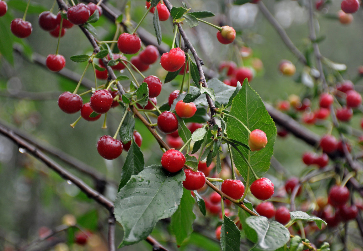 Изображение особи Cerasus vulgaris.