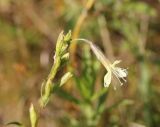 Silene tatarica. Цветок. Костромская обл., окр. Кологрива, правый берег р. Унжа, Костромская пойма, луг. 27 августа 2020 г.