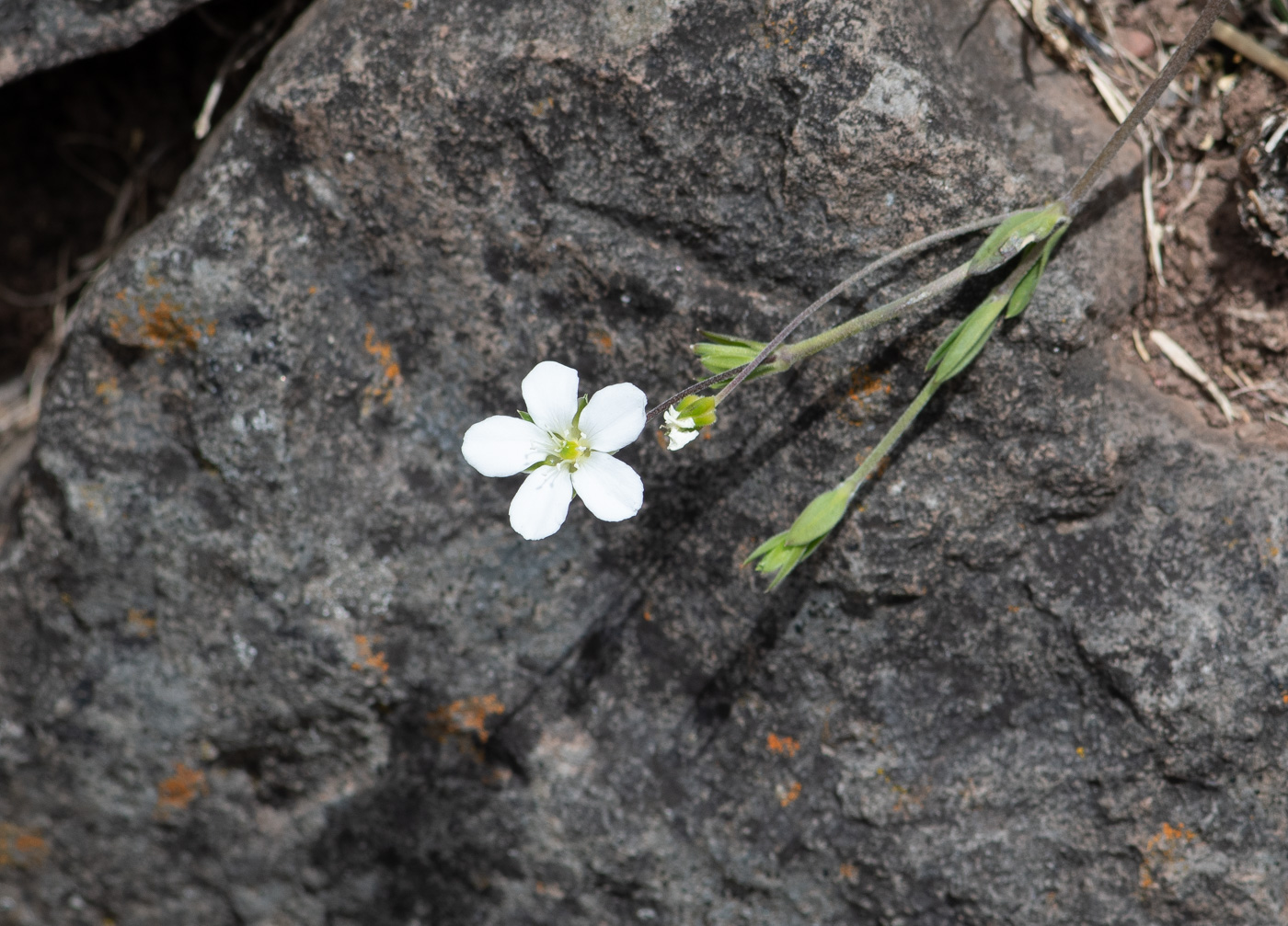 Изображение особи Arenaria soratensis.