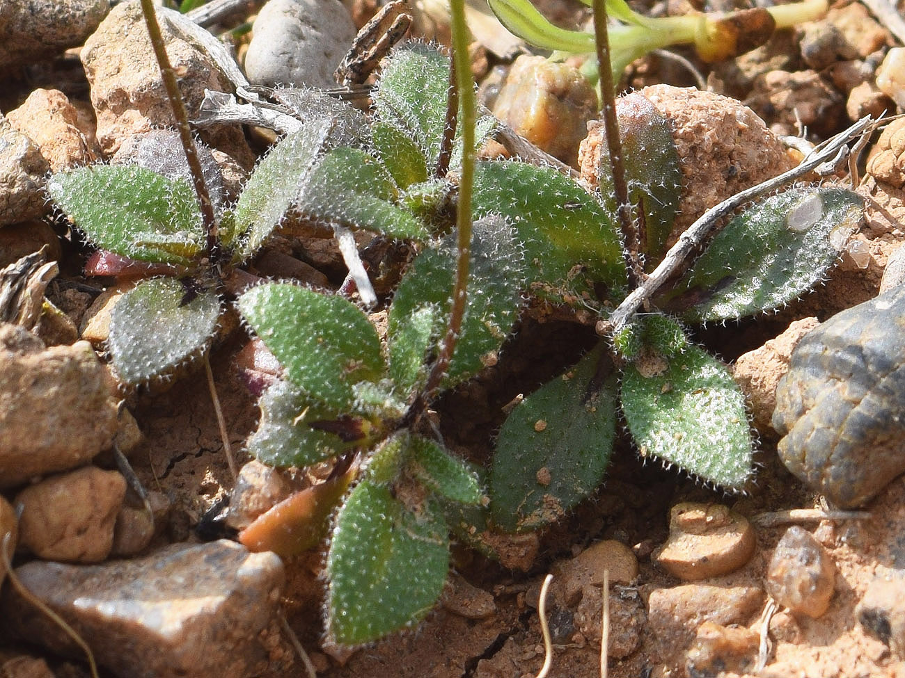 Image of Drabopsis nuda specimen.