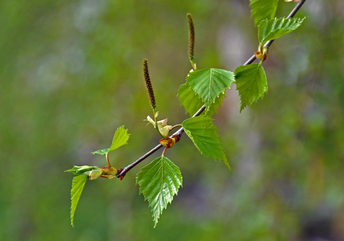 Image of Betula pendula specimen.