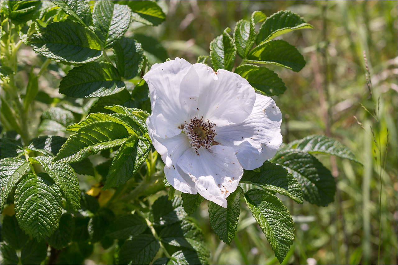 Image of Rosa rugosa specimen.