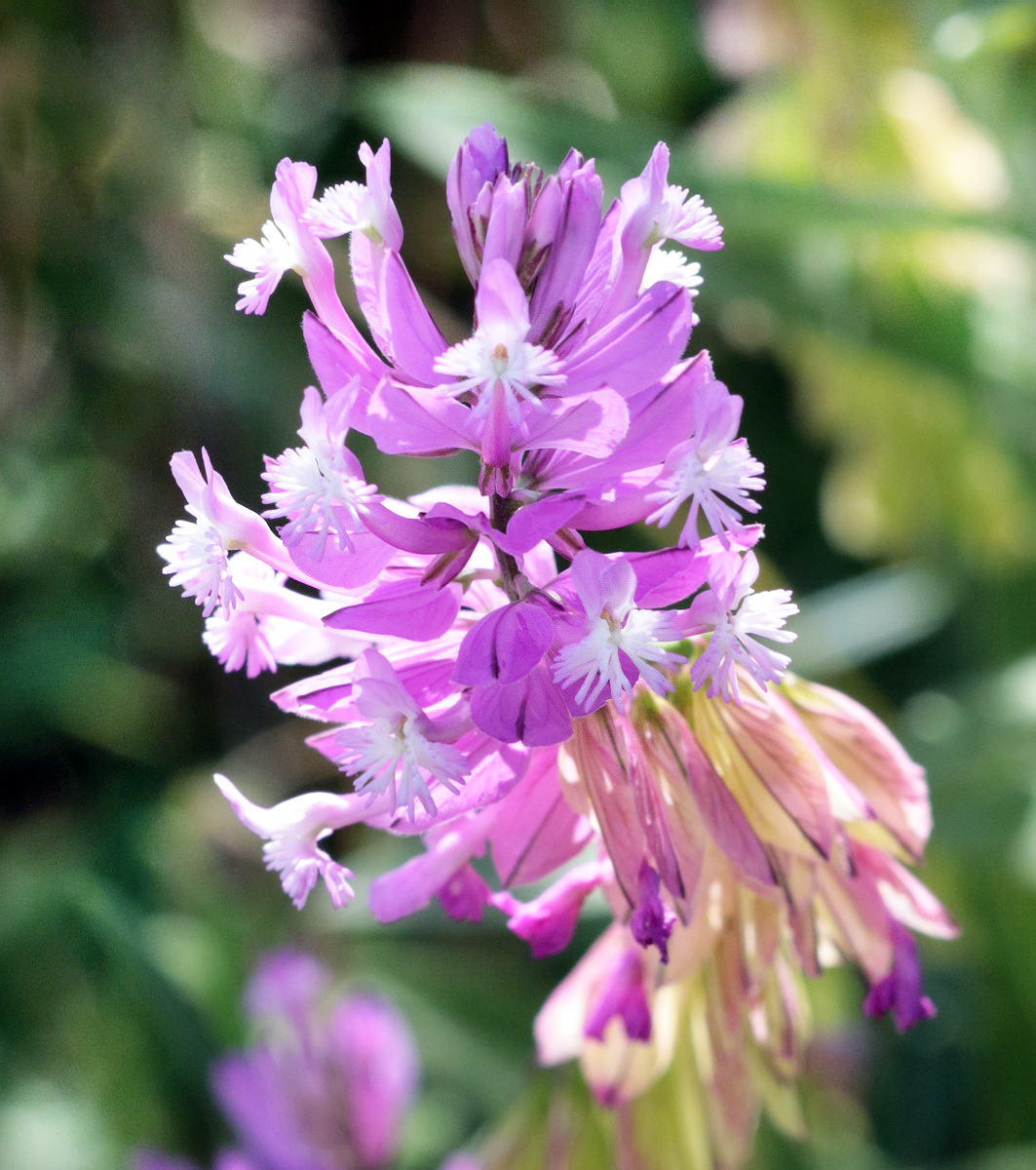 Изображение особи Polygala major.