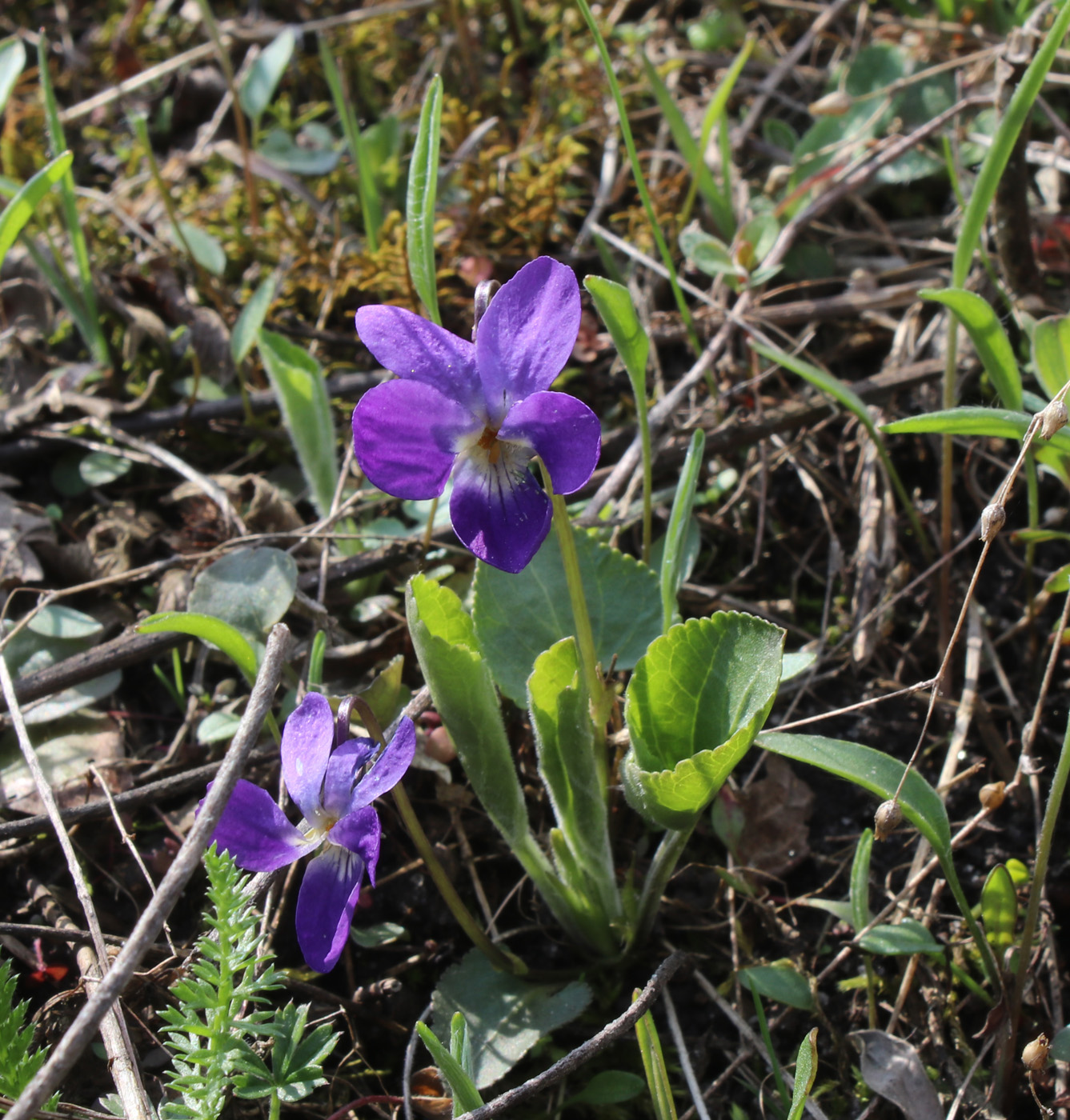 Изображение особи род Viola.