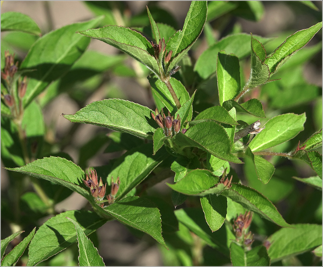 Изображение особи Weigela hybrida.