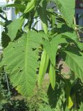 genus Brugmansia. Бутоны и листья. Беларусь, г. Минск, клумба у жилого дома. 22.07.2021.