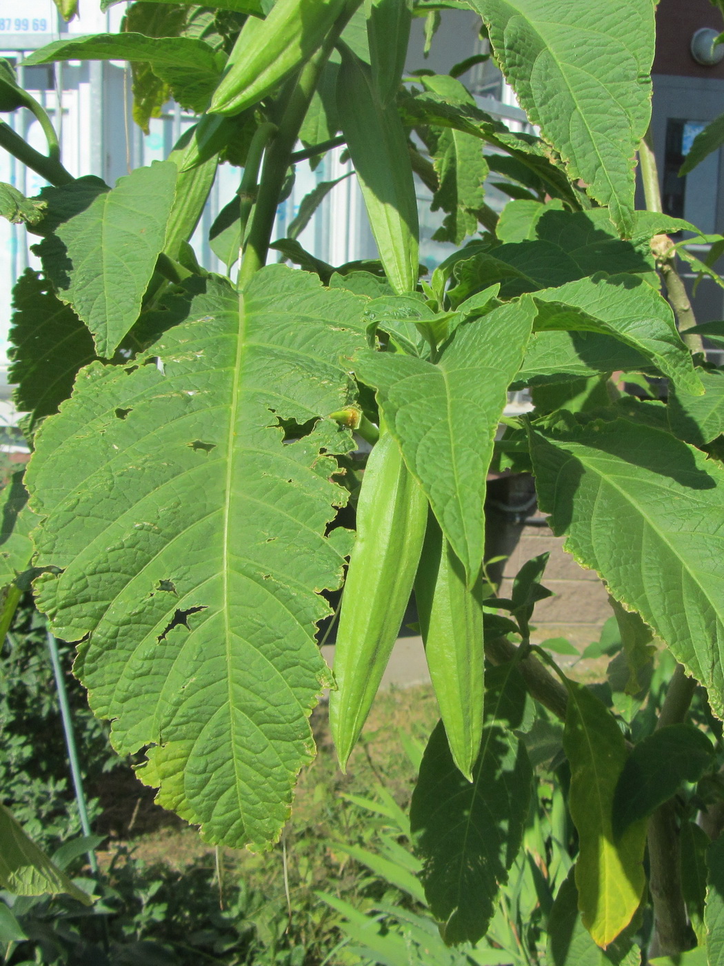 Image of genus Brugmansia specimen.