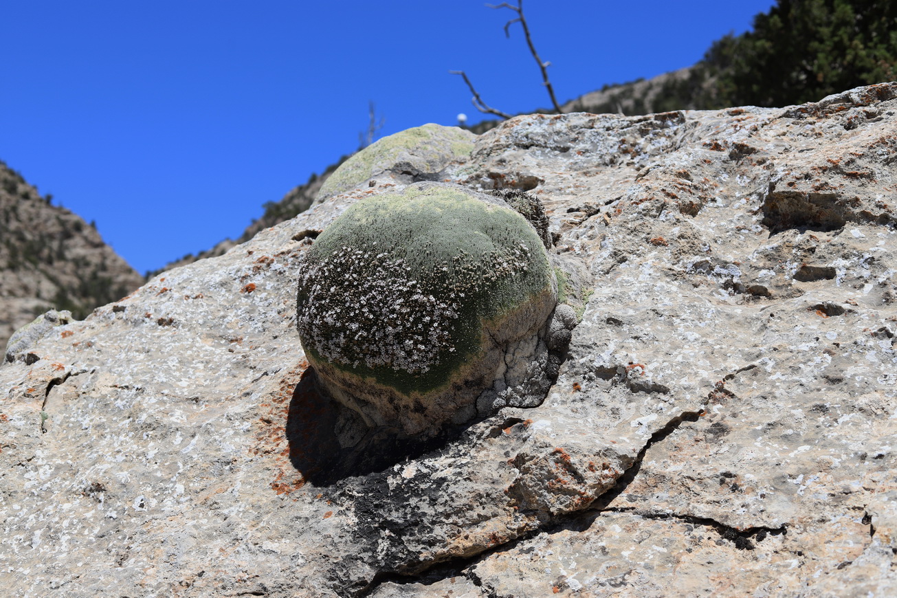 Image of Gypsophila aretioides specimen.