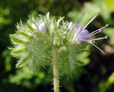 Phacelia tanacetifolia. Соцветие. Новосибирск, в культуре. 27.08.2010.