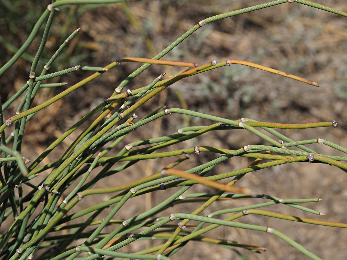 Изображение особи Ephedra distachya.