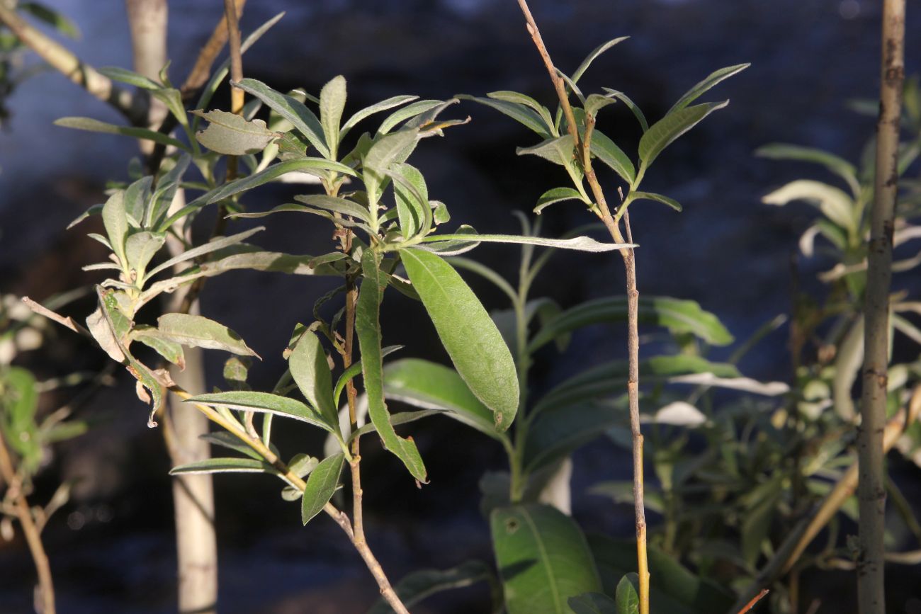 Image of Salix gmelinii specimen.