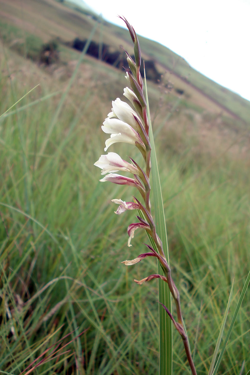 Image of genus Gladiolus specimen.