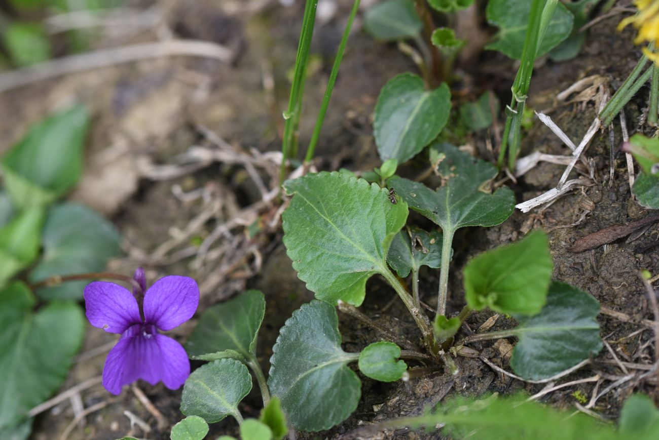 Изображение особи род Viola.