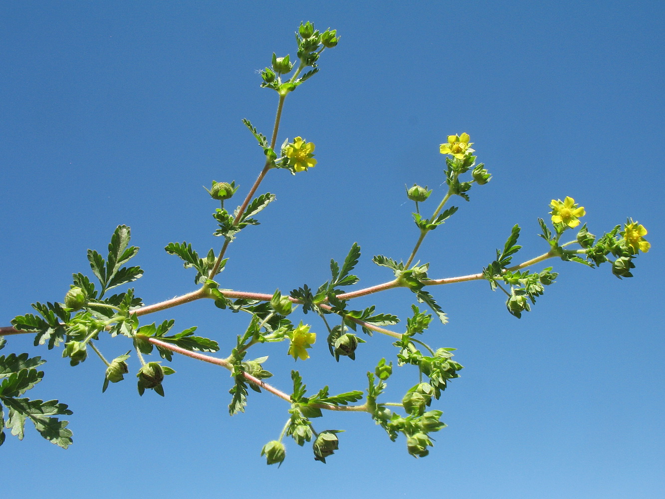 Изображение особи Potentilla supina ssp. paradoxa.