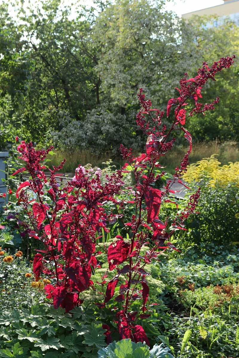 Image of Atriplex hortensis specimen.