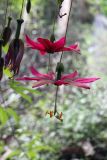genus Passiflora. Цветок. Шри-Ланка, провинция Сабарагамува, р-н Кегалле, пос. Китулгала, Makandewa rainforest. 20.11.2011.