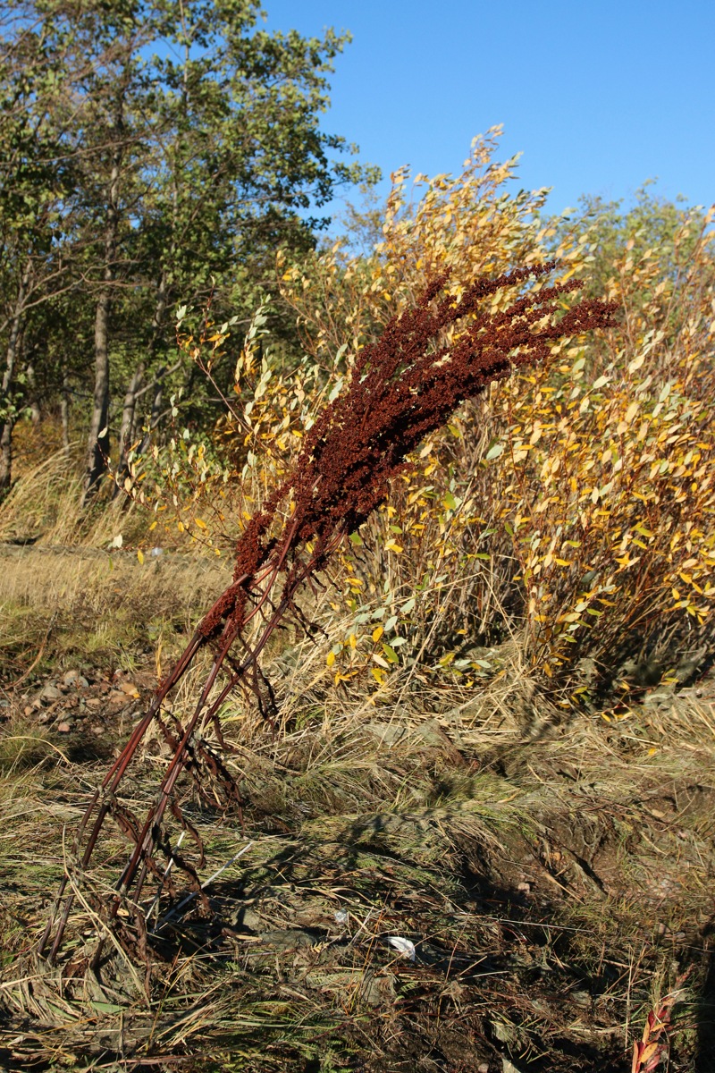 Изображение особи Rumex crispus.