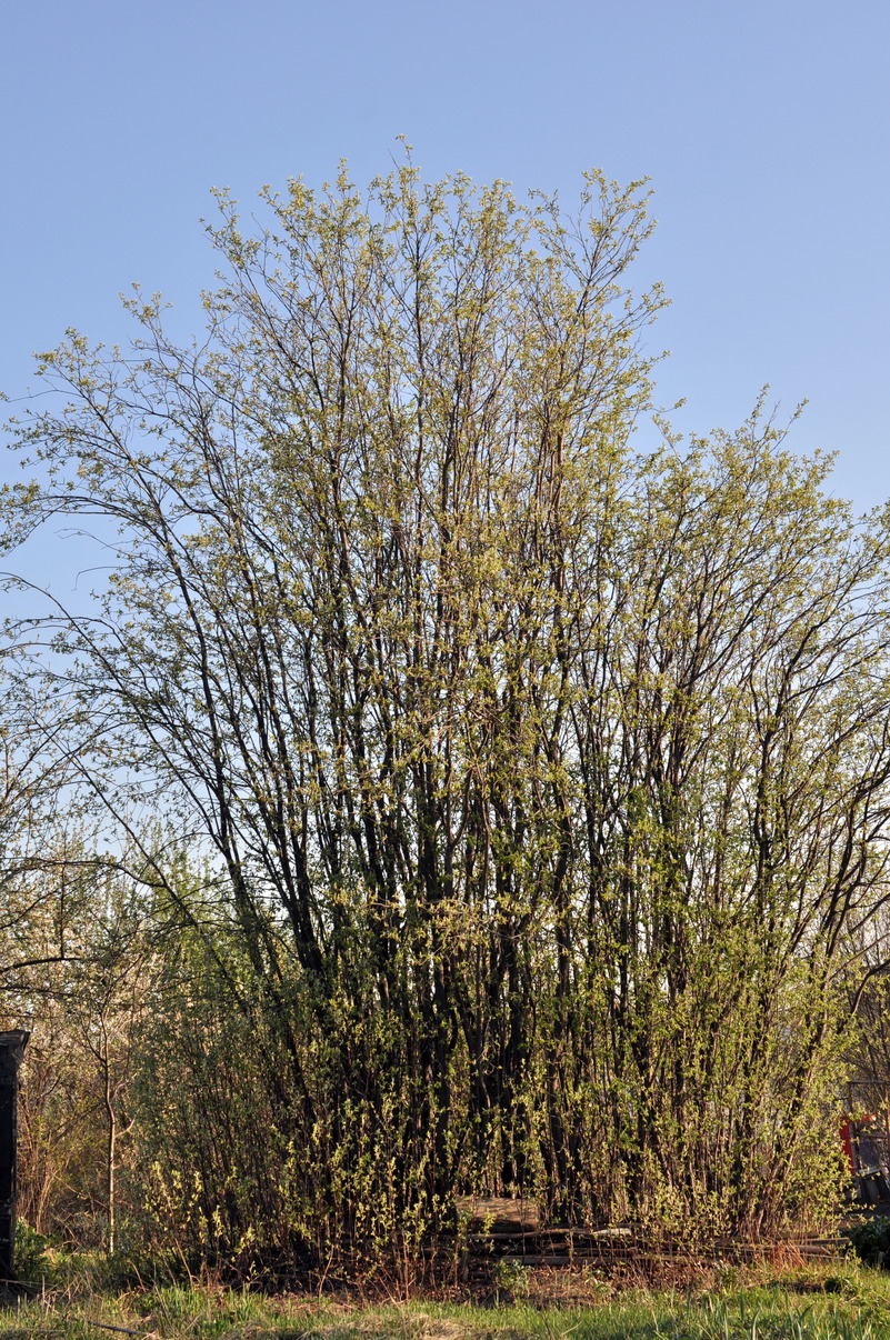 Image of Amelanchier alnifolia specimen.