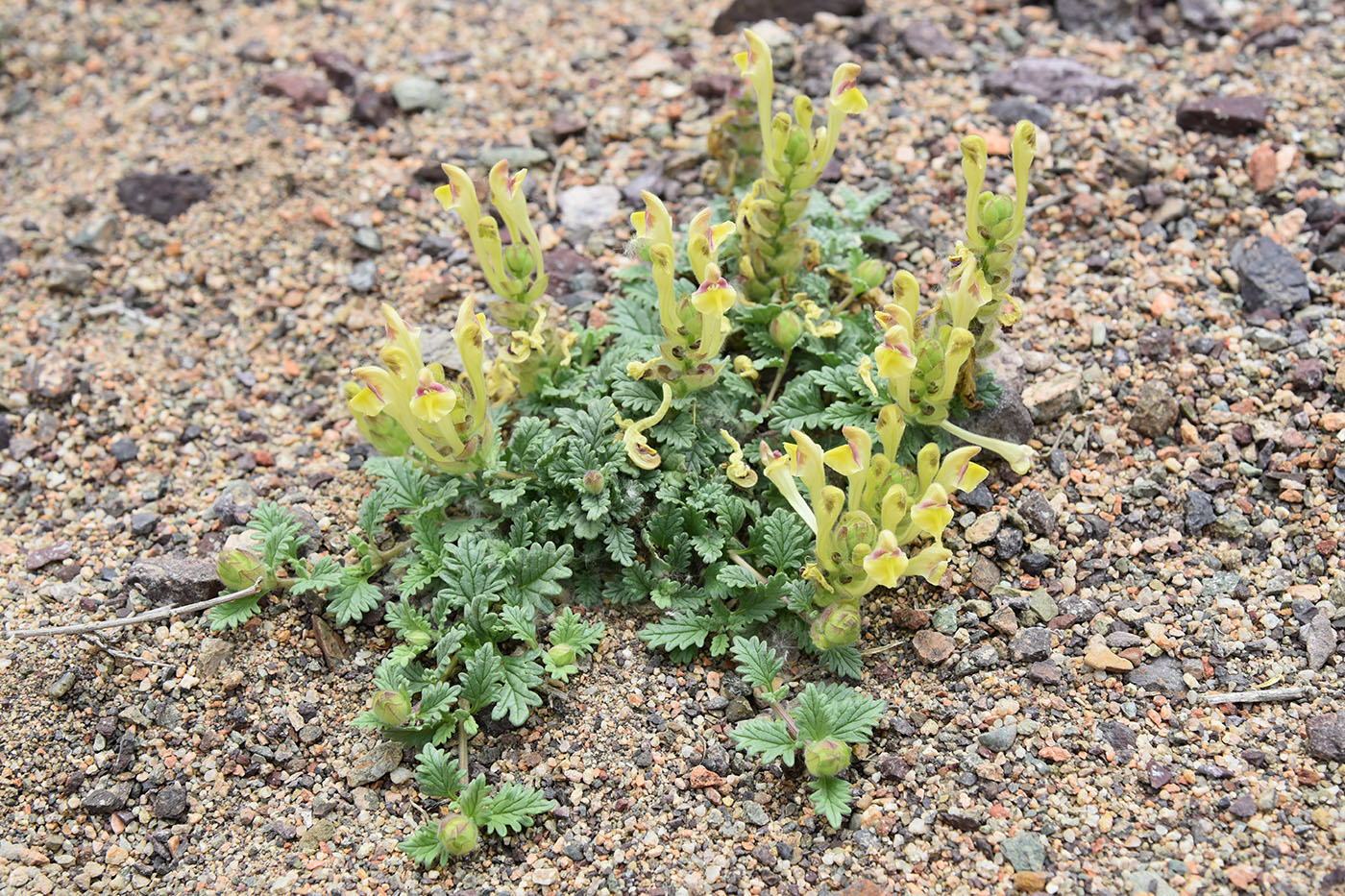 Изображение особи Scutellaria przewalskii.