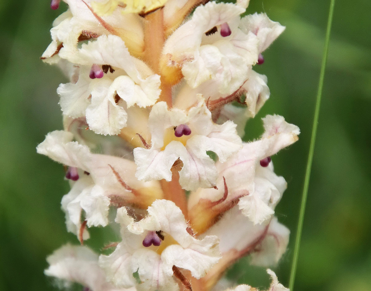 Image of Orobanche crenata specimen.