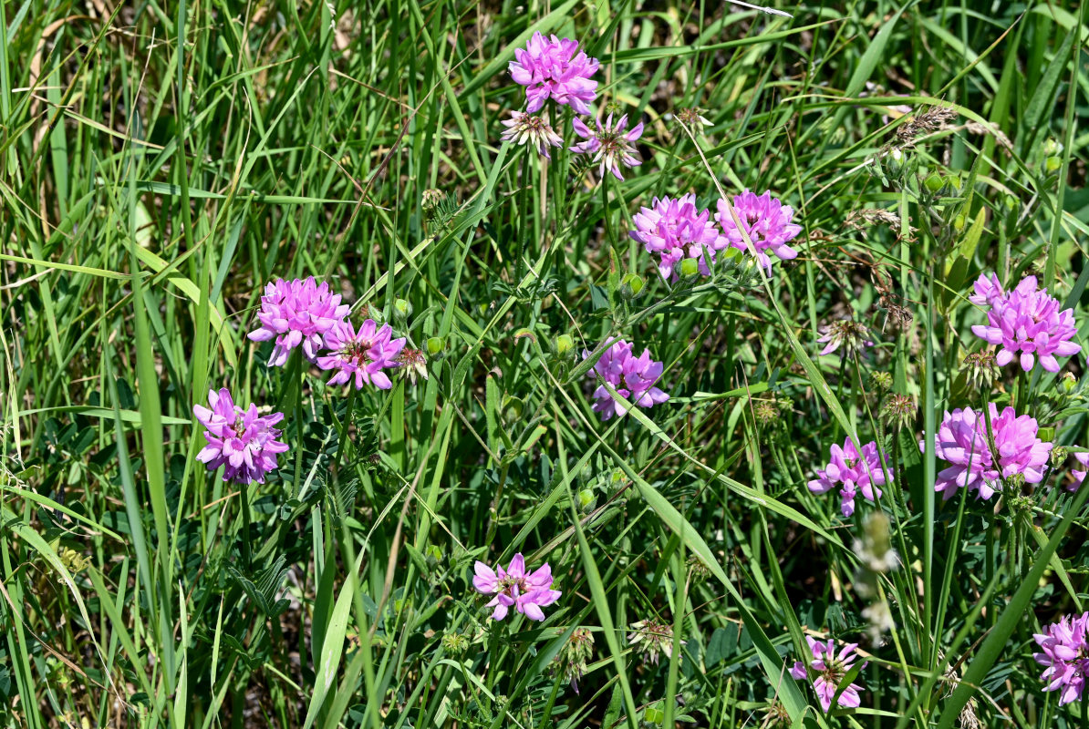 Image of Securigera varia specimen.