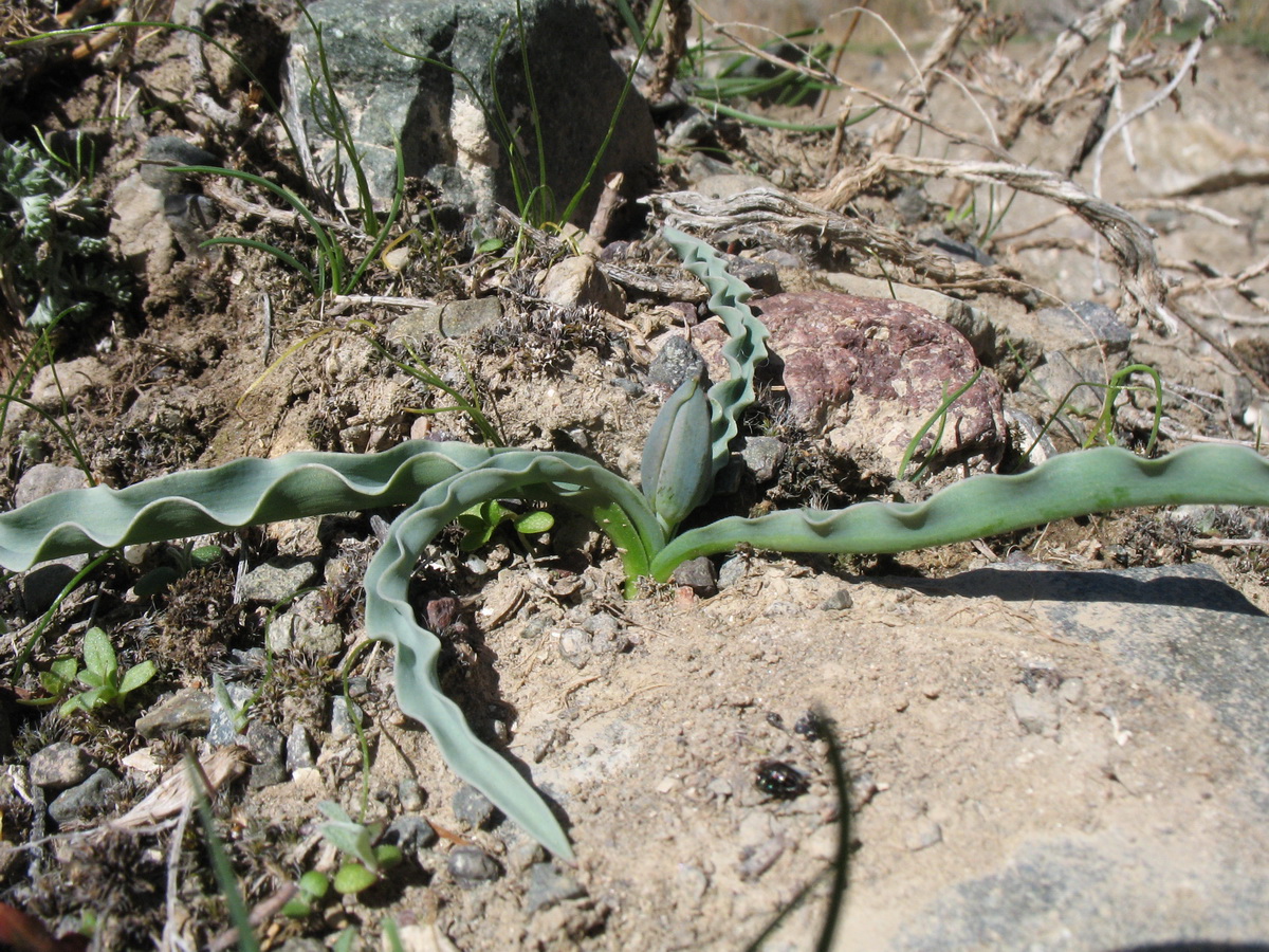 Image of Tulipa tetraphylla specimen.