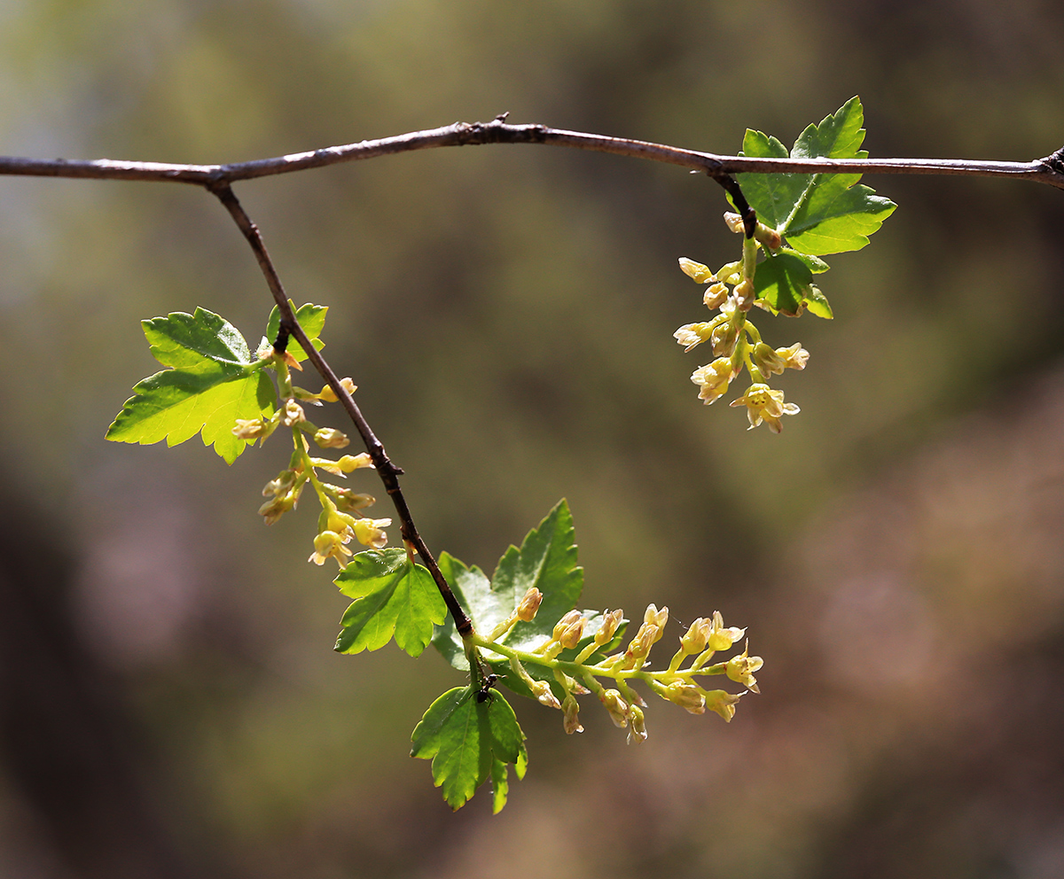 Image of Ribes komarovii specimen.