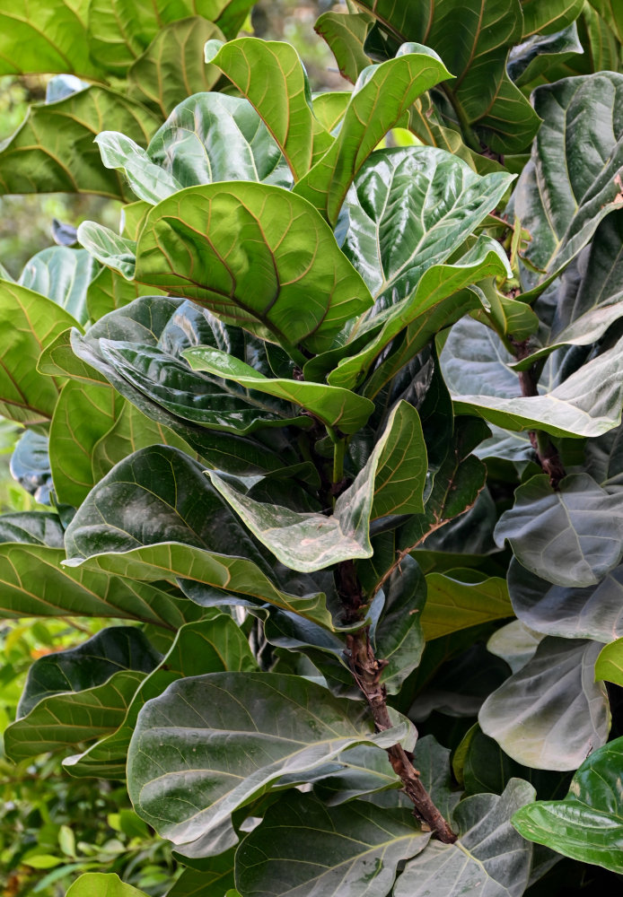 Image of Ficus lyrata specimen.