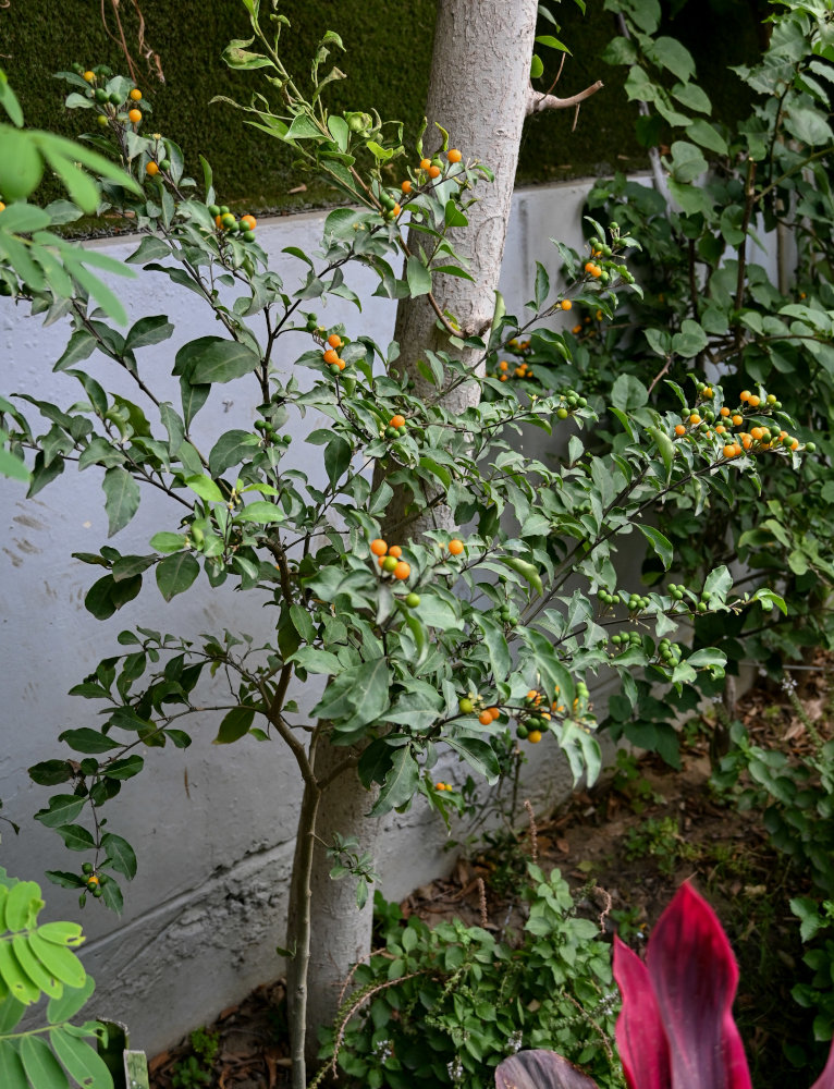 Image of Solanum pseudocapsicum specimen.