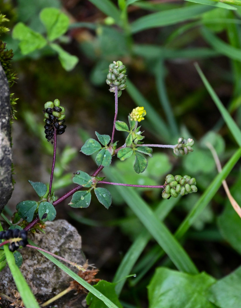 Image of Medicago lupulina specimen.