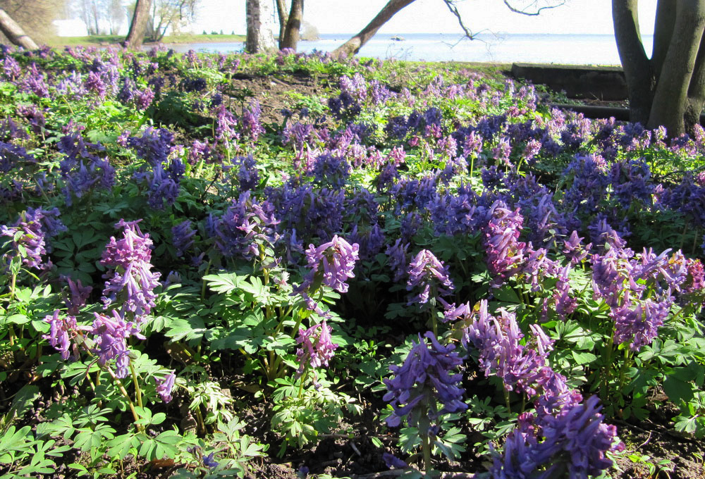 Изображение особи Corydalis solida.