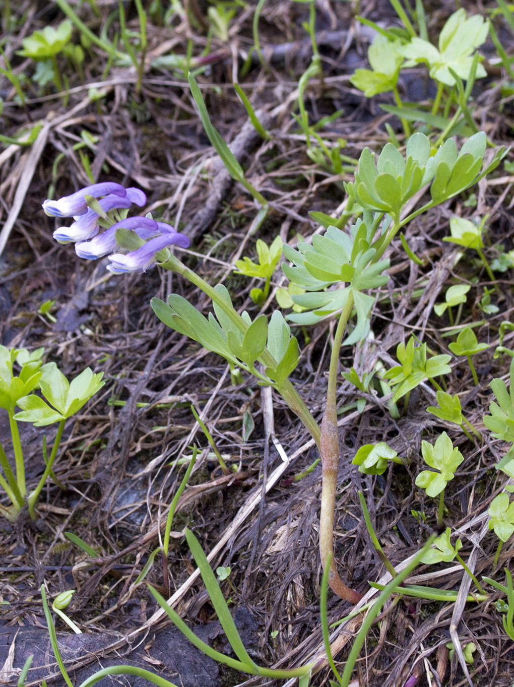 Image of Corydalis conorhiza specimen.