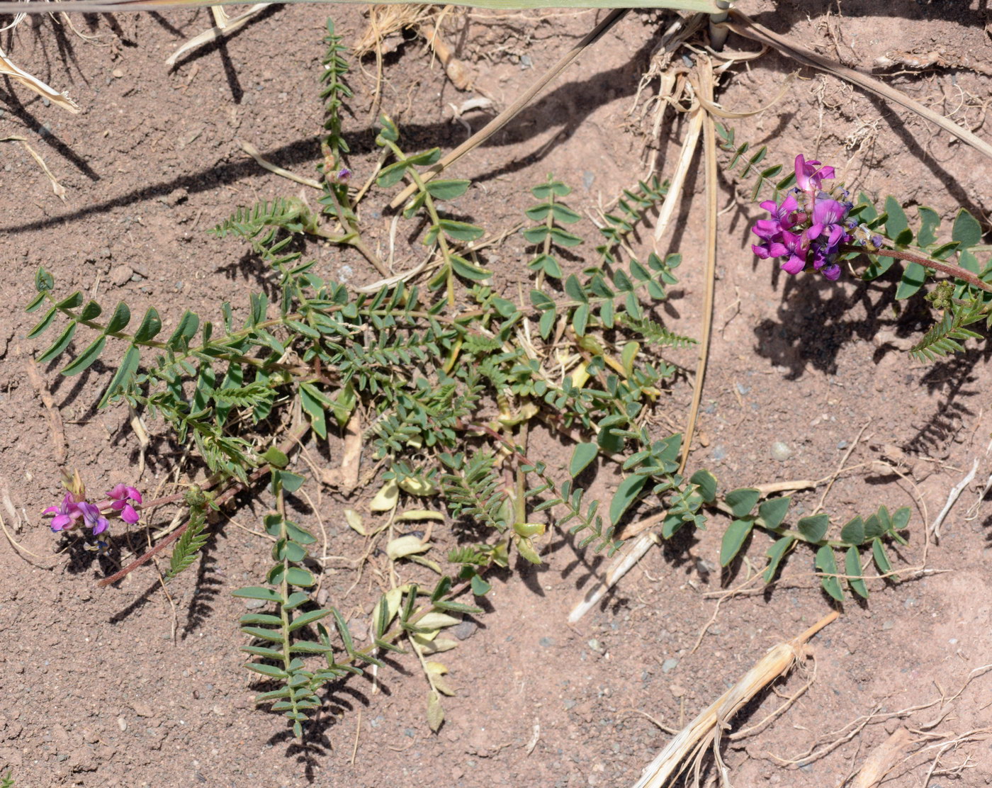 Изображение особи Oxytropis glabra.