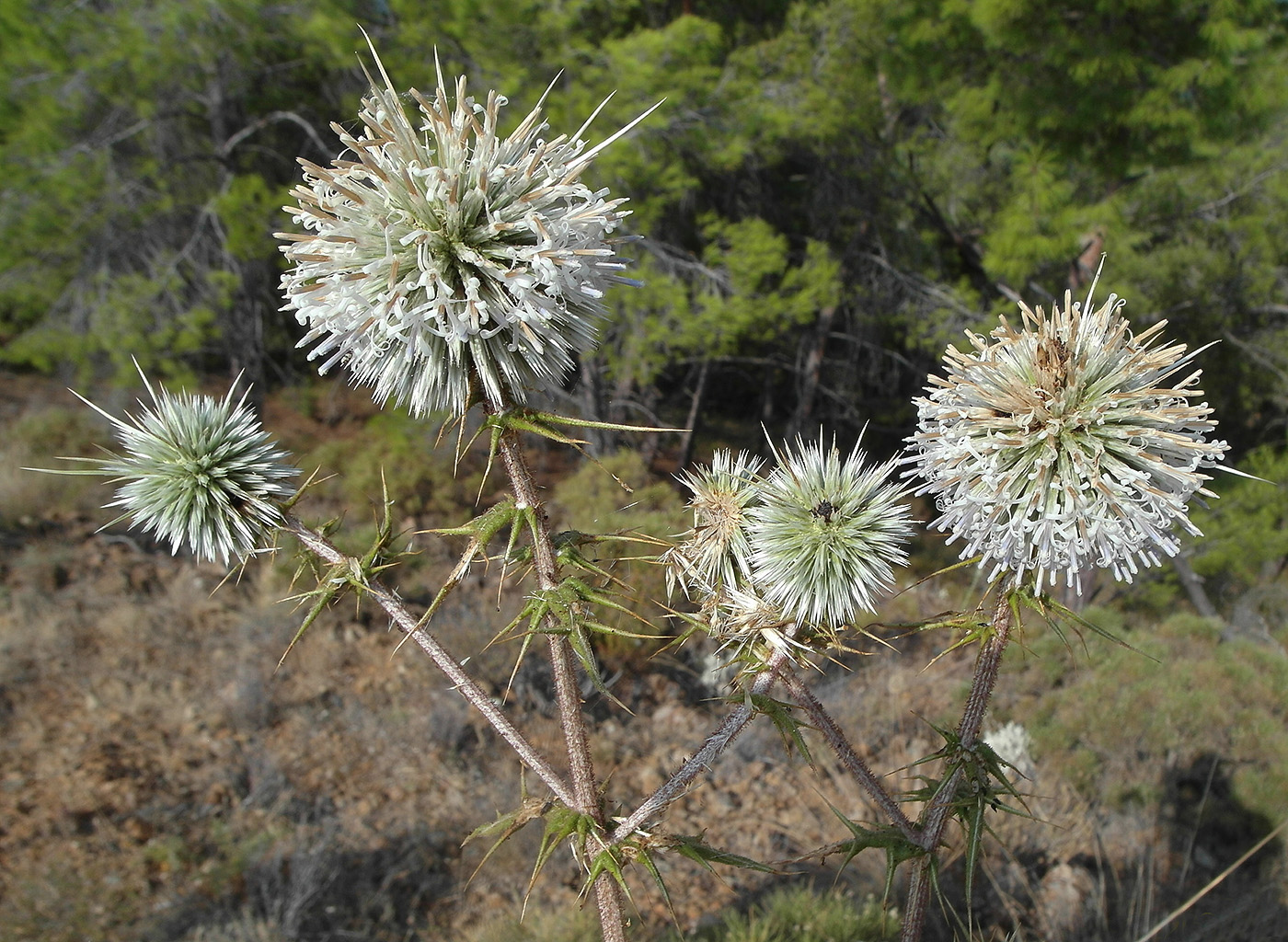 Image of Echinops spinosissimus specimen.