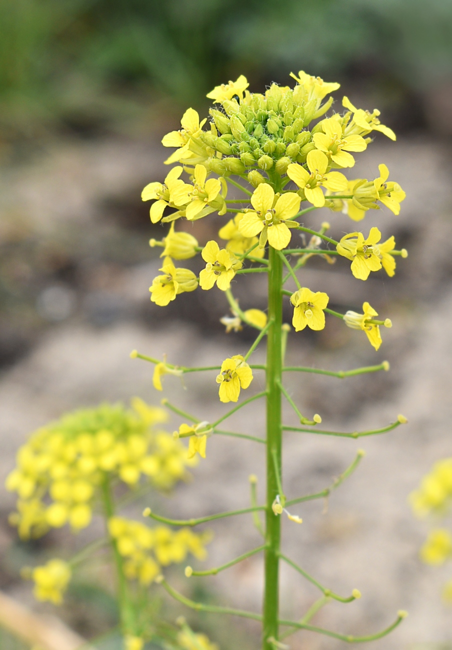 Image of Sisymbrium loeselii specimen.